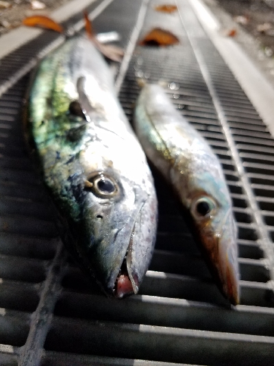 50センチ超の魚ゲット！