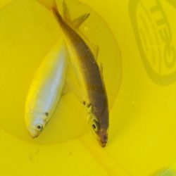 マアジがキター(ﾟ∀ﾟ 三 ﾟ∀ﾟ)