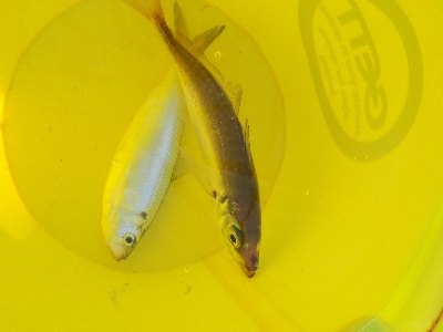 マアジがキター(ﾟ∀ﾟ 三 ﾟ∀ﾟ)