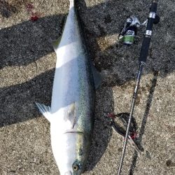 今日はルアーが良かった。