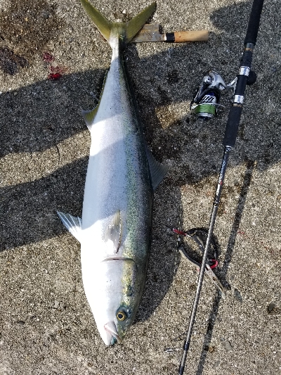 今日はルアーが良かった。