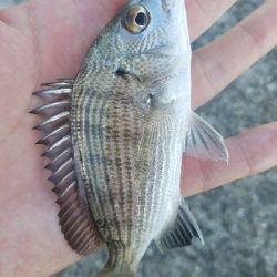 キス釣り ~カレイがヒット!~