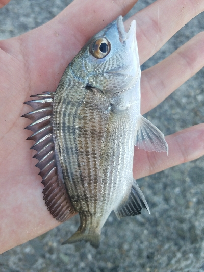 キス釣り ~カレイがヒット!~