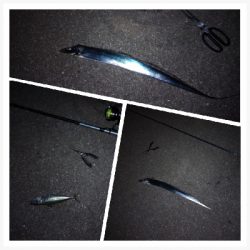 鯖に始まり鯖に終わる太刀魚