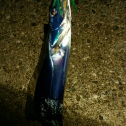 雨の止み間に大爆釣