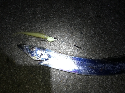 ワインドタチウオ