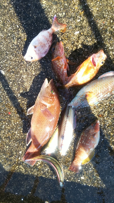 カンダイ、カワハギ