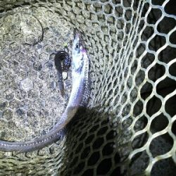 太刀魚は何処かへ