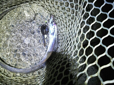 太刀魚は何処かへ