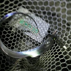 太刀魚2匹だけでした