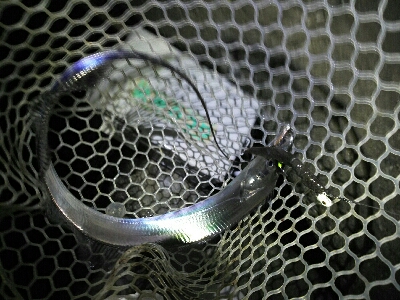 太刀魚2匹だけでした