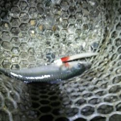 太刀魚2匹だけでした