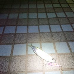 淡路島縦断！刀狩り