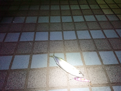 淡路島縦断！刀狩り