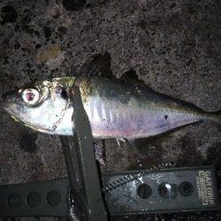 久しぶりのアジの引きを堪能！