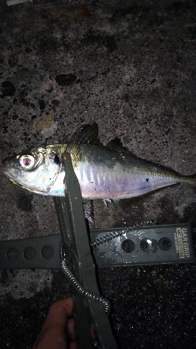 久しぶりのアジの引きを堪能！