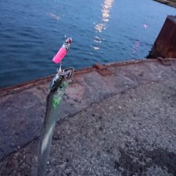 安定のタチウオ