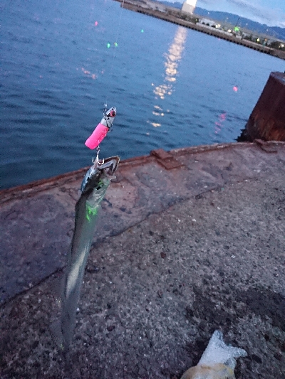 安定のタチウオ