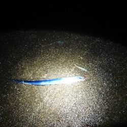 強雨、爆風、爆釣？