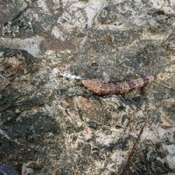 久しぶりの沖磯