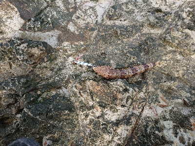 久しぶりの沖磯