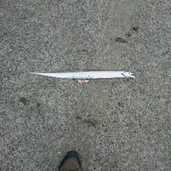 淡路島縦断釣行！！