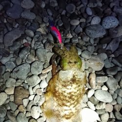 秋イカですね❗