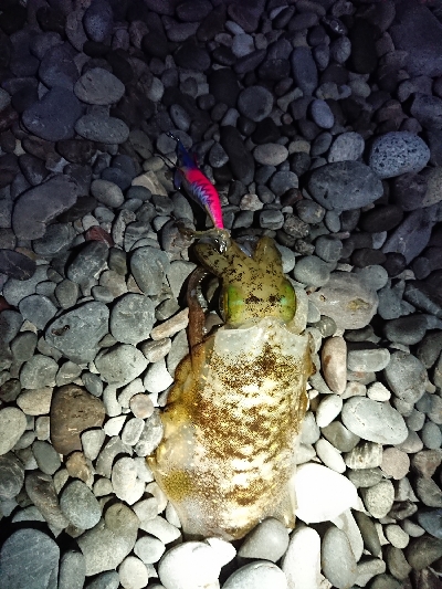 秋イカですね❗