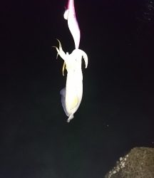 エギング釣行 その32