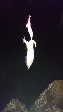 エギング釣行 その32