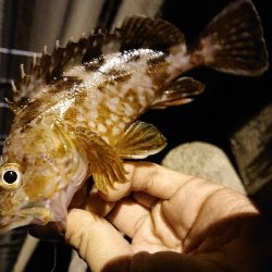 貝塚釣り調査‪‬