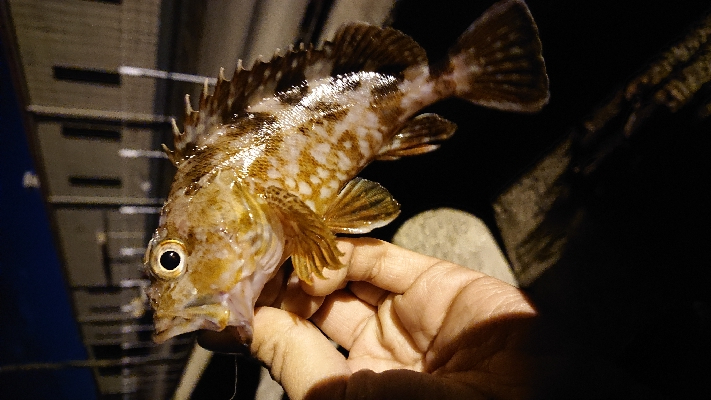 貝塚釣り調査‪‬