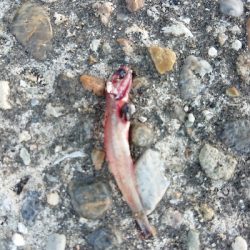 今年初で即延長戦