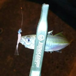 極小豆アジング