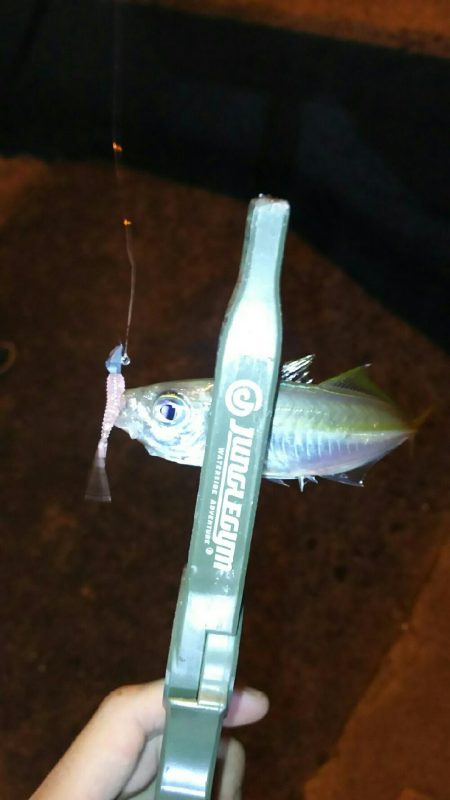 極小豆アジング