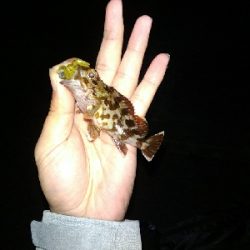 マイクロガッシー