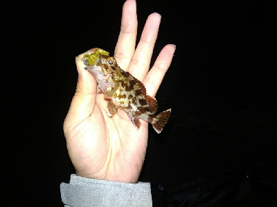 マイクロガッシー