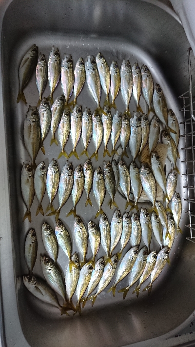 エェ天気やしアジング～