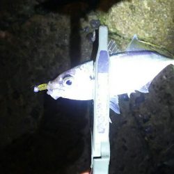 アベレージ狙い