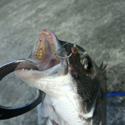 やっぱりヘチヌー。