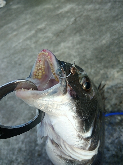 やっぱりヘチヌー。