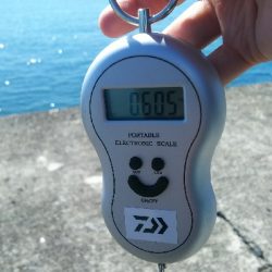 今年初のエギング