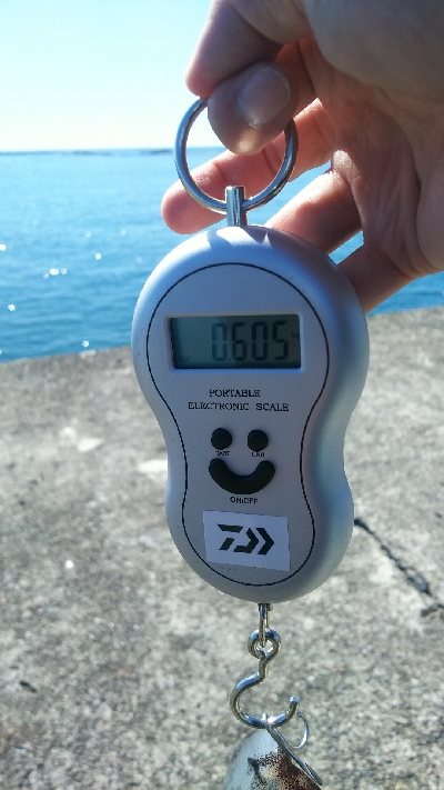 今年初のエギング