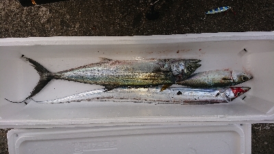 おはようお魚ちゃん