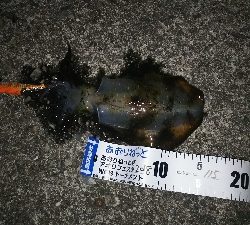 仕事帰りに、ちょこっとエギング！