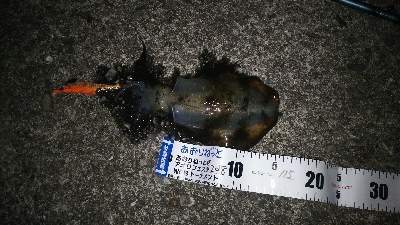 仕事帰りに、ちょこっとエギング！