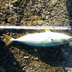 念願のハマチ！！