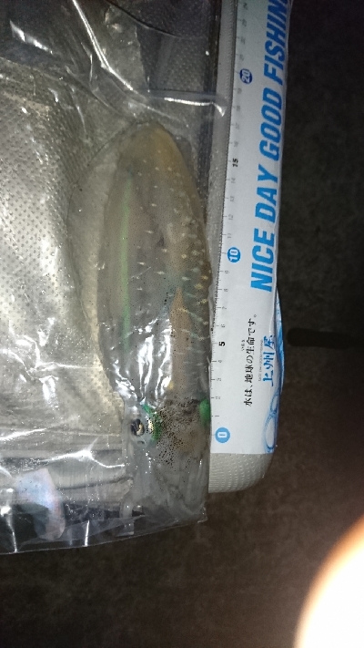 やっぱりエギングは丘が１番？