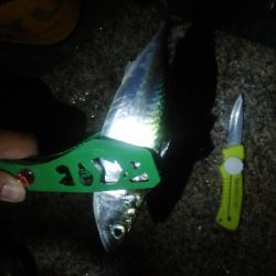 鯖オンリー　タチウオは何処に？