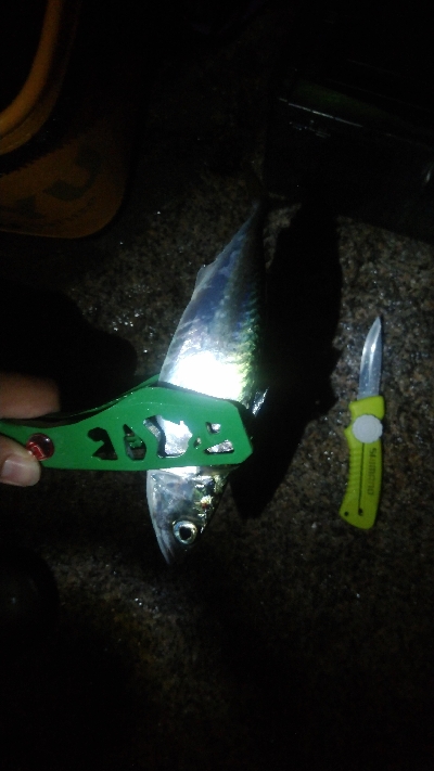 鯖オンリー　タチウオは何処に？